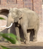 Die Geschichte von dem klugen Elefanten
