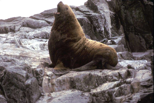 Seelöwe. (2)