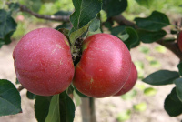 Äpfel der Sorte Lobo  Foto: Glysiak