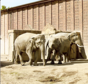 Die klugen Elefanten   Foto: Wolfgang Rullik