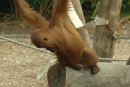 Orang Utans in Not