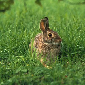 Osterhase. Foto: Wikimedia Commons gemeinfrei 28.03.2013.