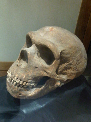 Neanderthal (Homo sapiens neanderthalensis) skull. (5)