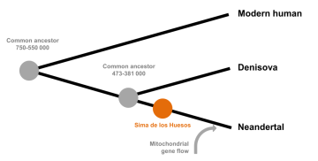 Reconstruction of the different human lineages with the Sima de los Huesos. (4)