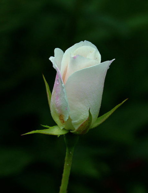 Die weiße Rose mit Heiligenschein. Foto: S. John, Elsterwerda.