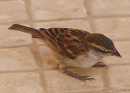 Die Sperlinge