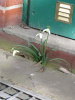 Im Frühling