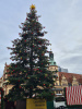 Der Weihnachtsbaum auf dem Leipziger Marktplatz steht