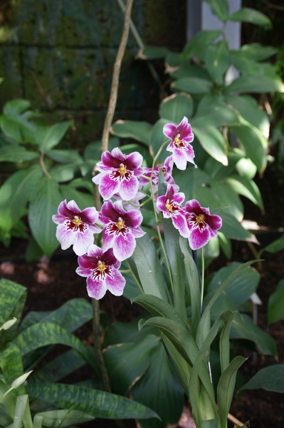 Leipzig Lese Im Reich Der Orchideen